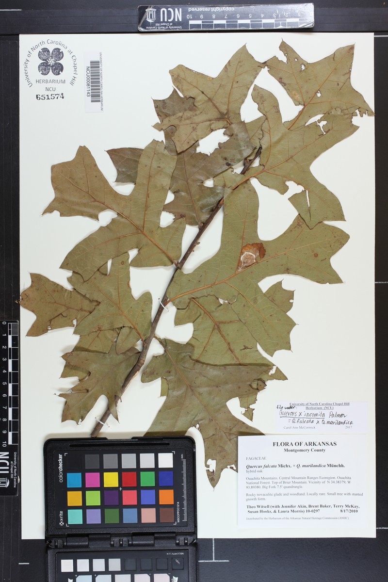 Quercus × incomita photo 2