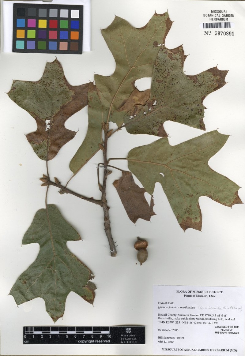 Quercus × incomita photo 3