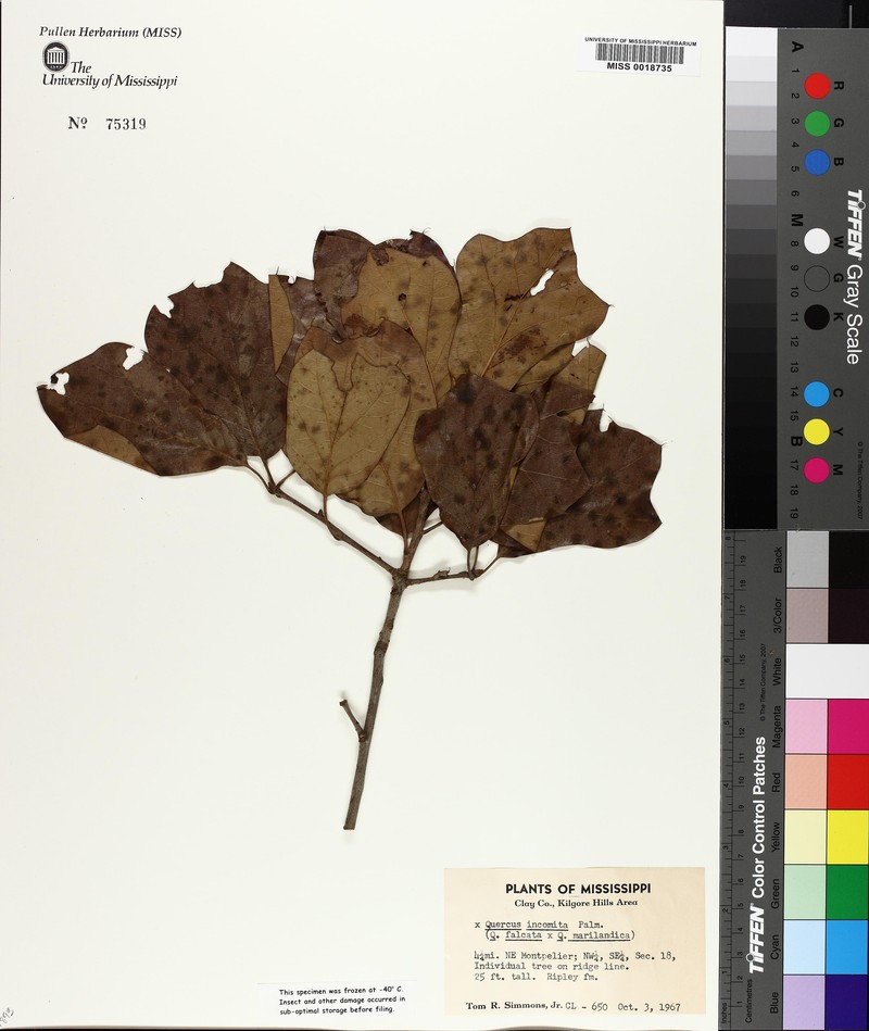 Quercus × incomita photo 5