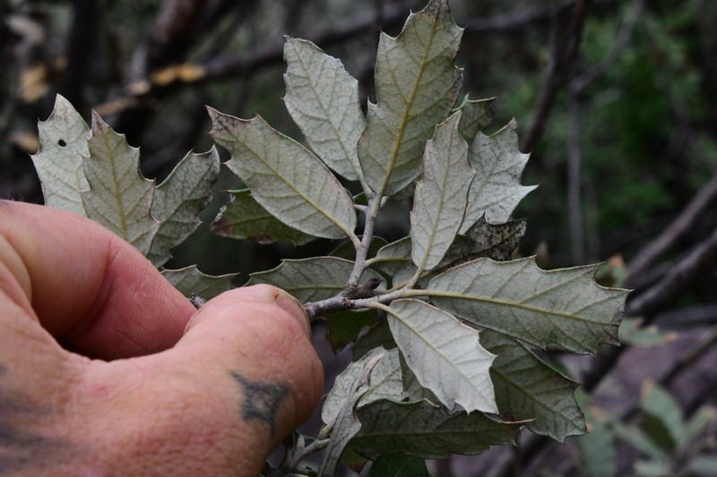 Quercus × inconstans