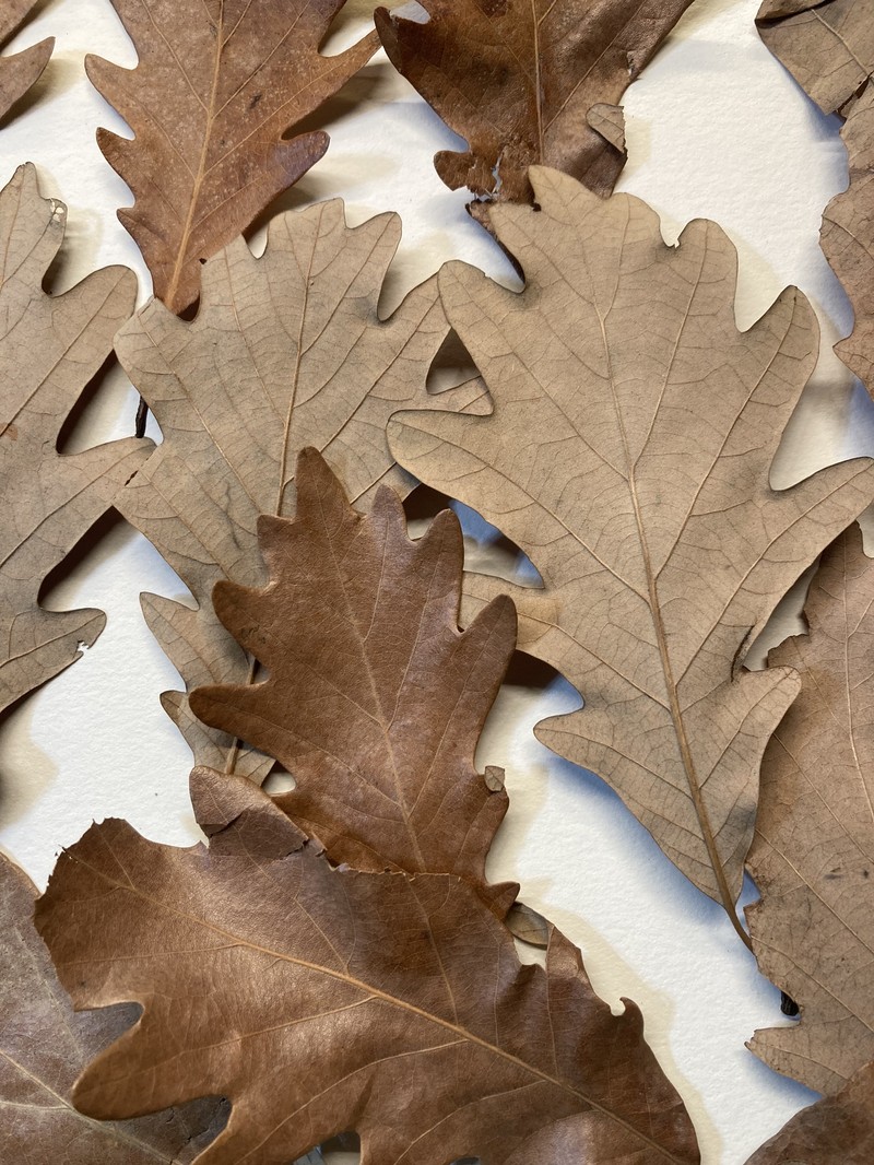 hybrid oak