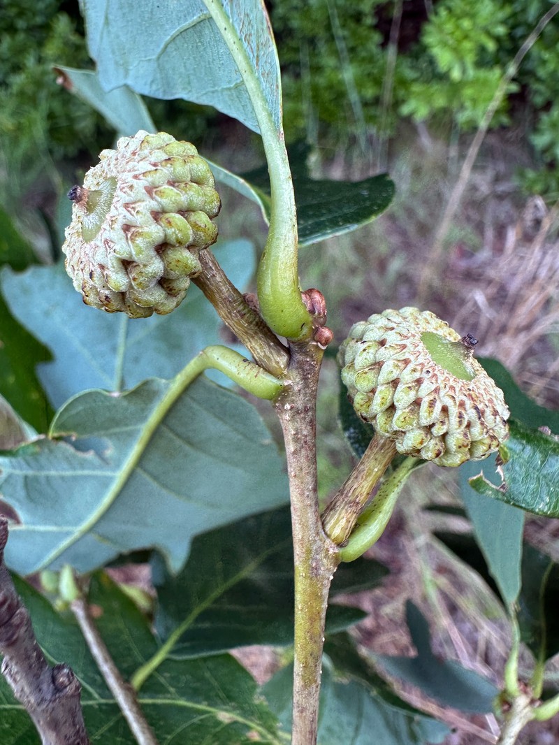 hybrid oak photo 2