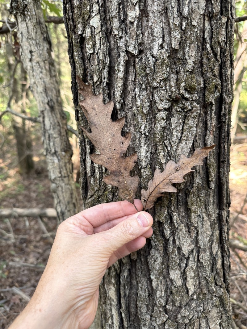 hybrid oak photo 3