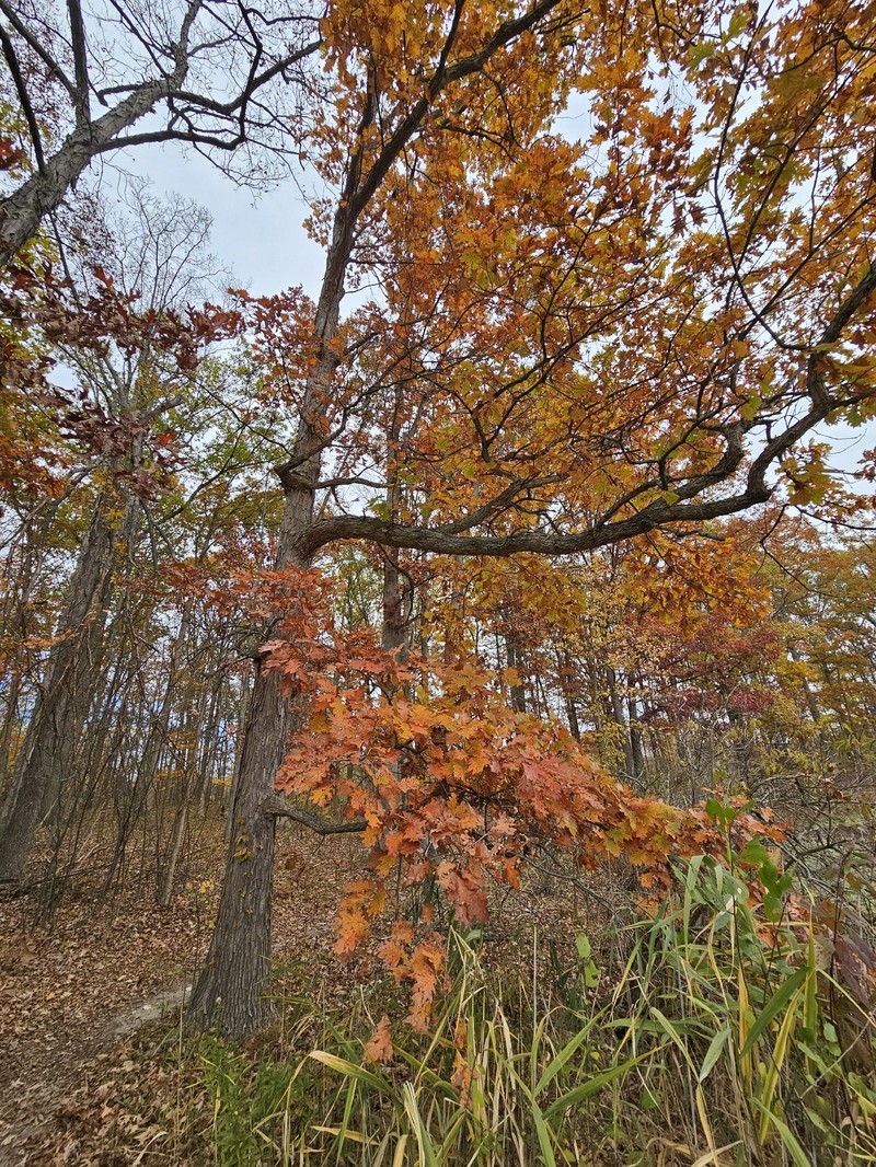 hybrid oak photo 4