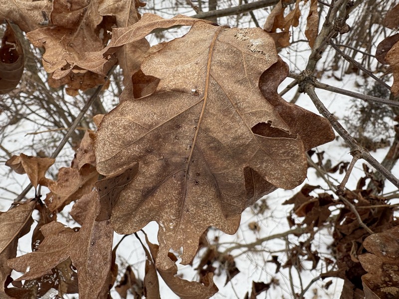 hybrid oak photo 5