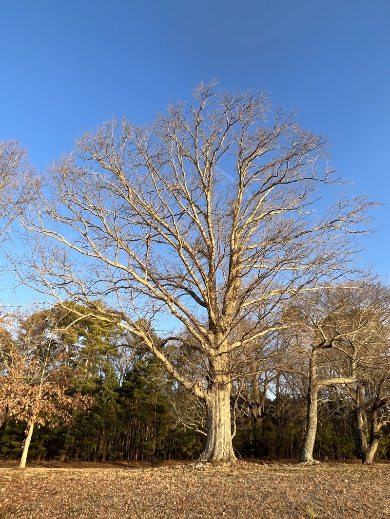 hybrid oak photo 6