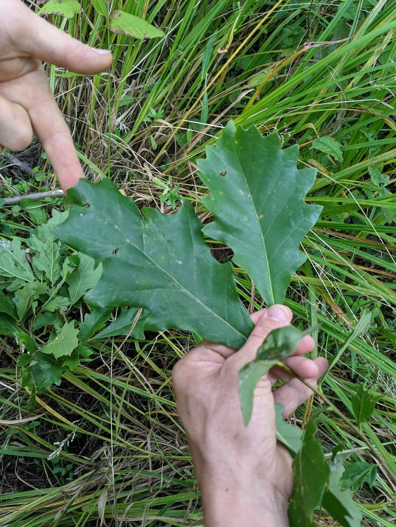 hybrid oak photo 7