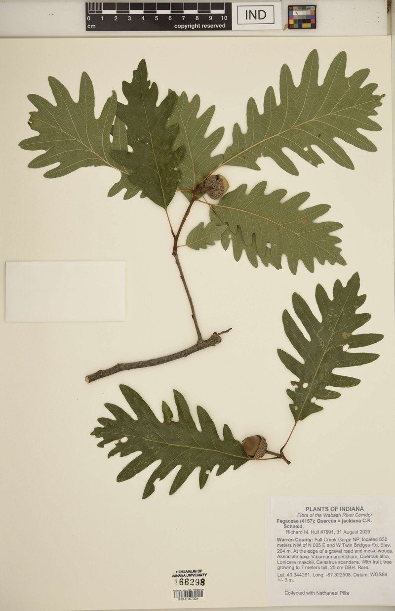 hybrid oak photo 8