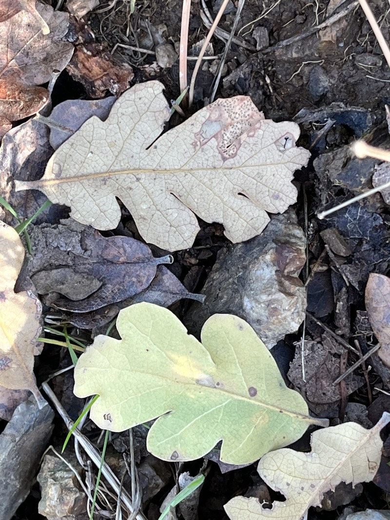 hybrid oak