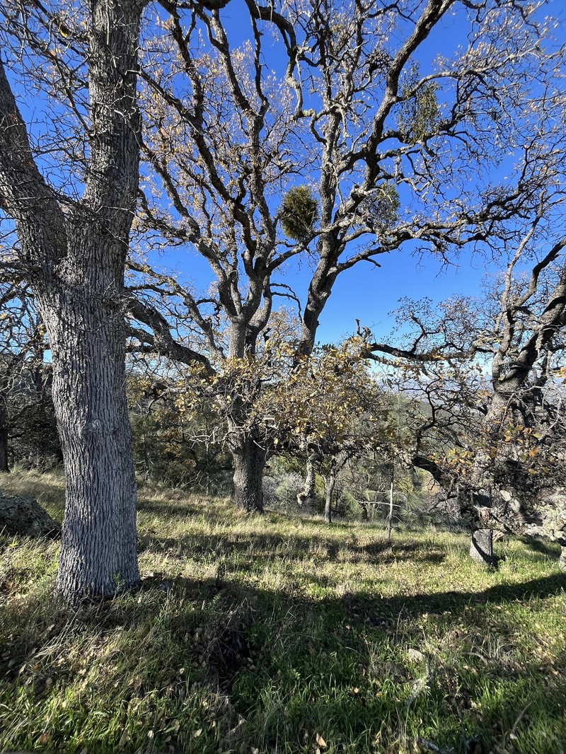 hybrid oak photo 2
