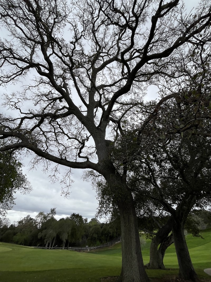 hybrid oak photo 4
