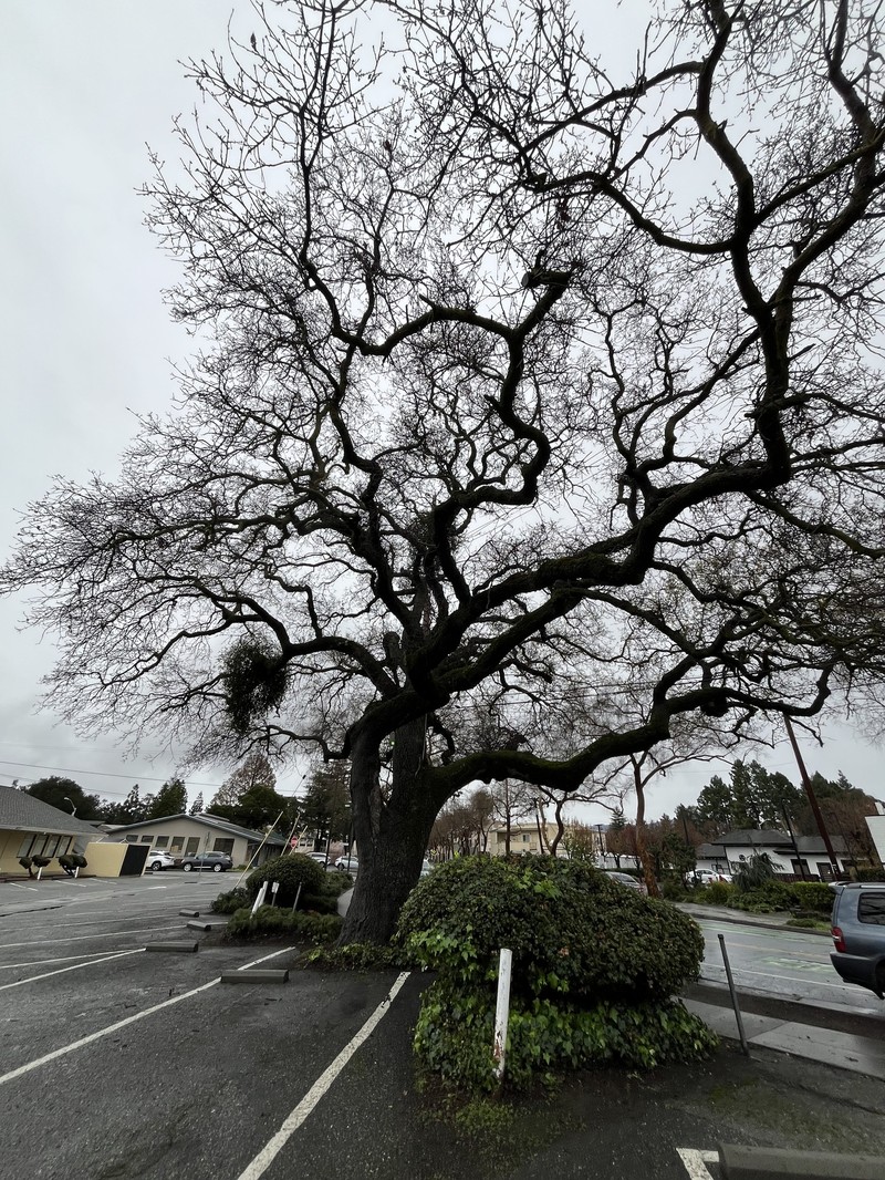 hybrid oak photo 5