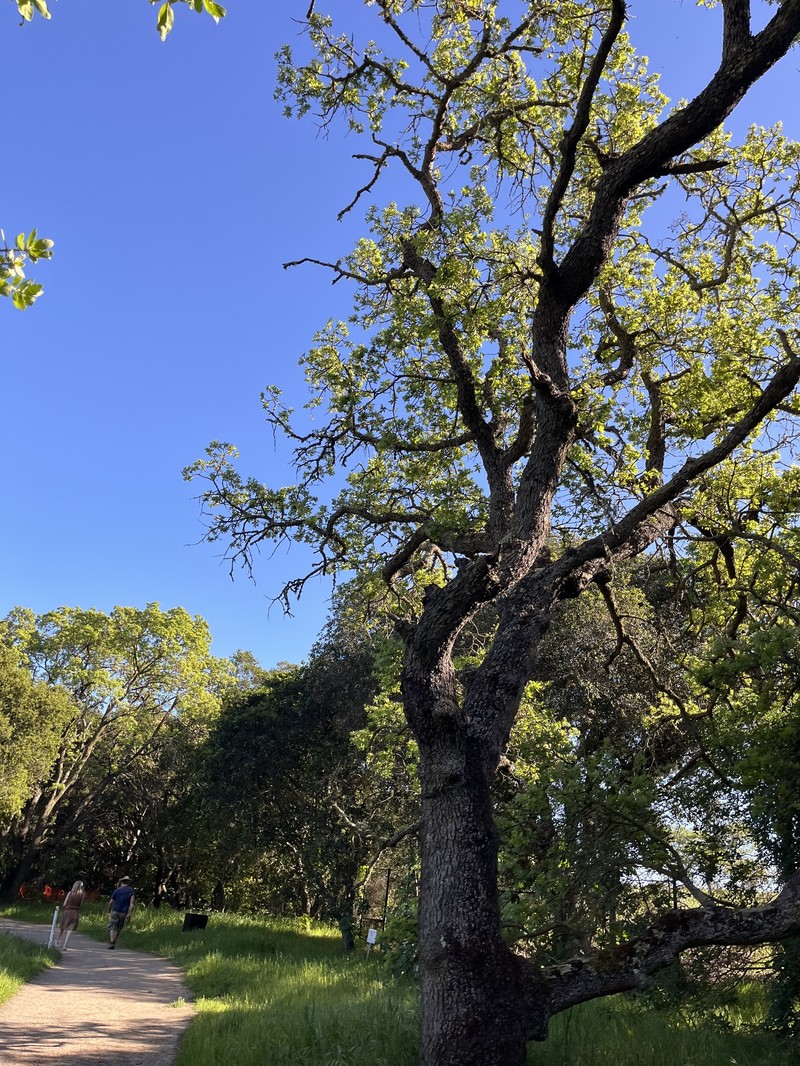hybrid oak photo 6