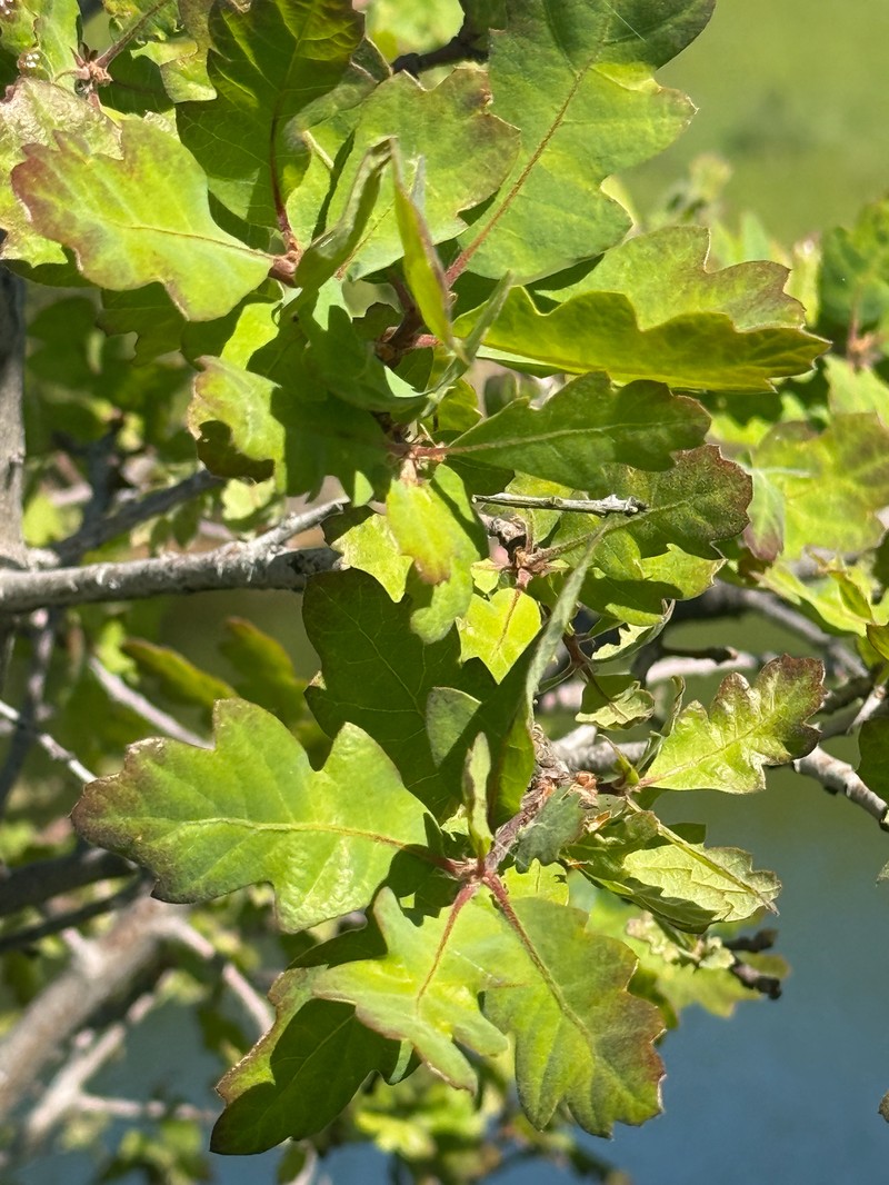 hybrid oak photo 7