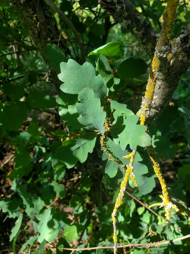 hybrid oak photo 8
