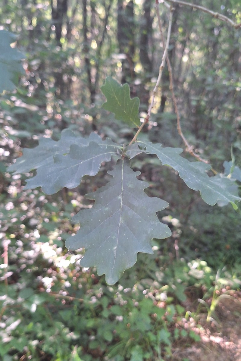 Quercus × kerneri