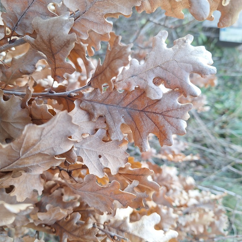 Quercus × kerneri photo 2