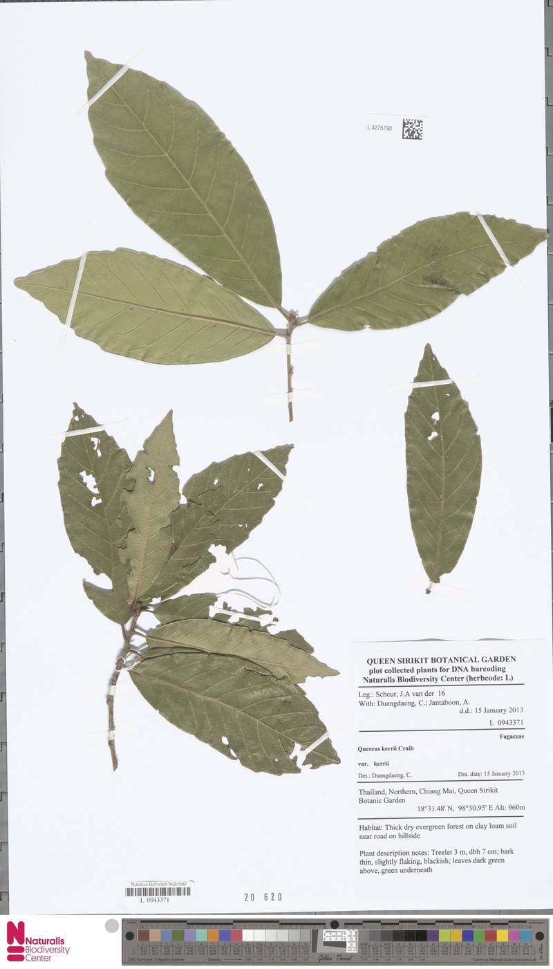 Quercus × kerneri photo 3