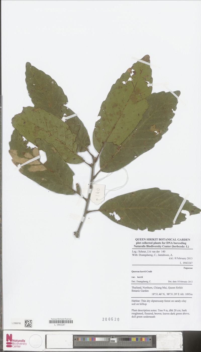 Quercus × kerneri photo 4