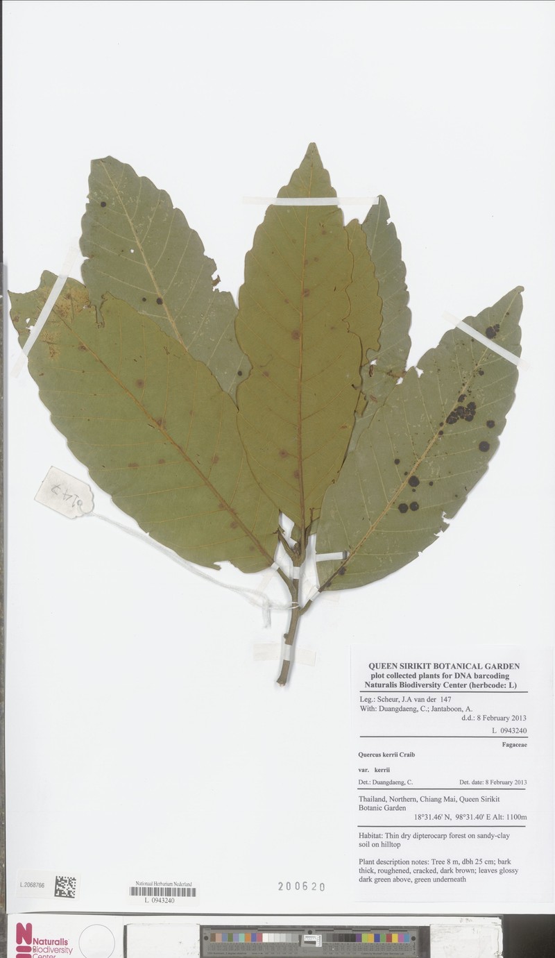 Quercus × kerneri photo 5