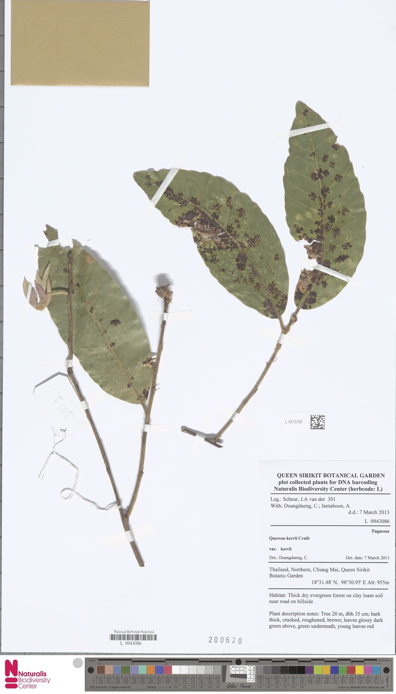 Quercus × kerneri photo 6