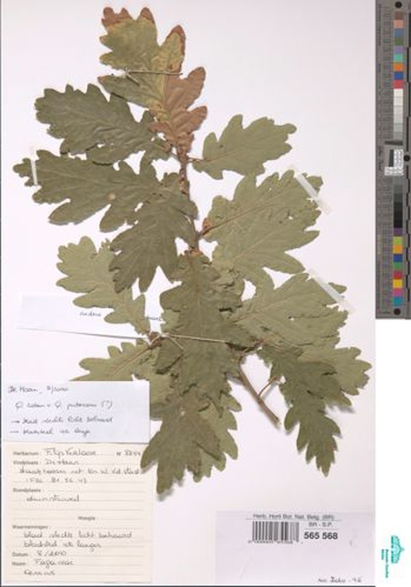 Quercus × kerneri photo 7