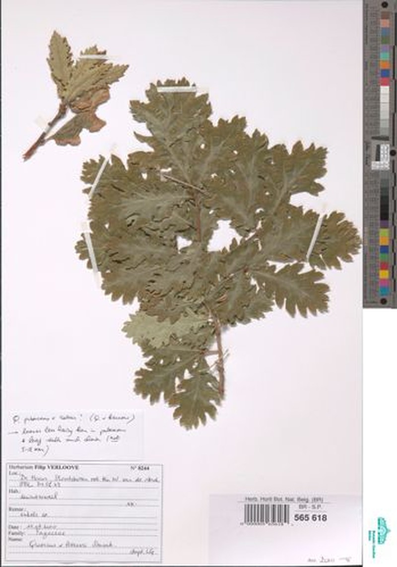 Quercus × kerneri photo 8