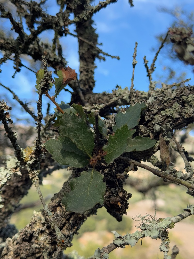Quercus × kinseliae