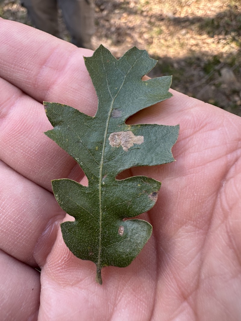 Quercus × kinseliae photo 2