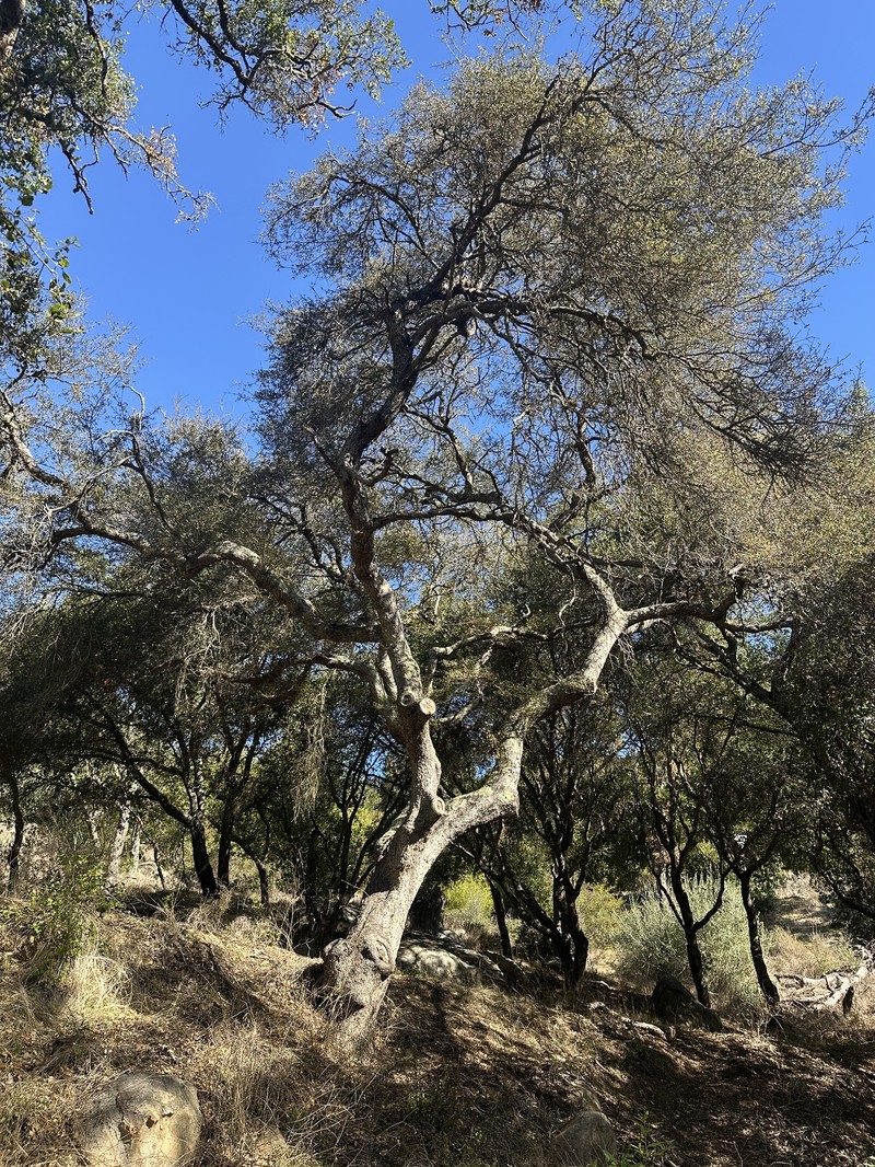 Quercus × kinseliae photo 3