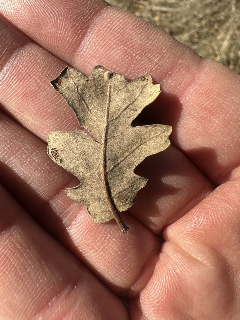 Quercus × kinseliae photo 4
