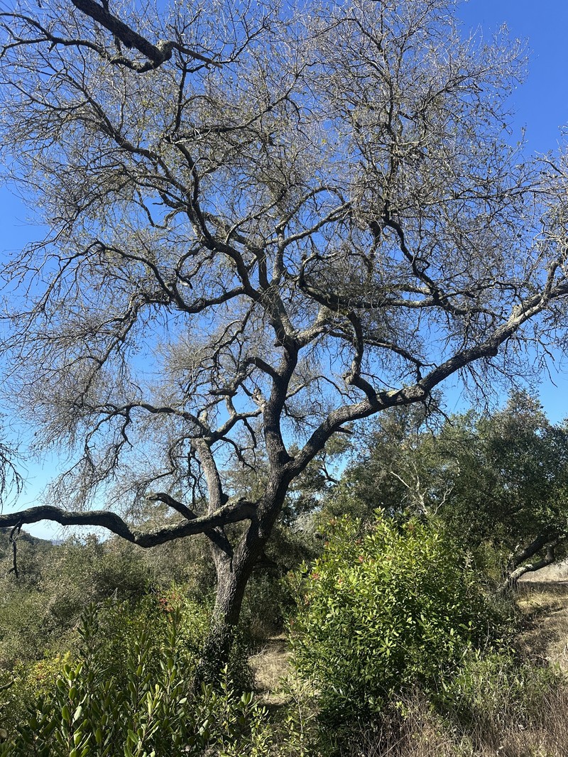 Quercus × kinseliae photo 5