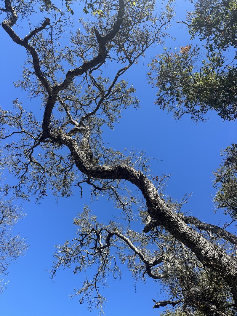 Quercus × kinseliae photo 6