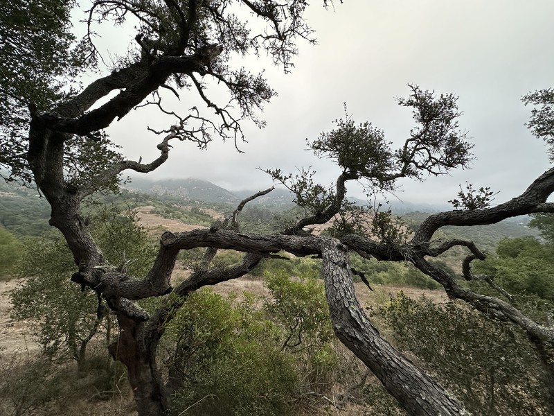 Quercus × kinseliae photo 7