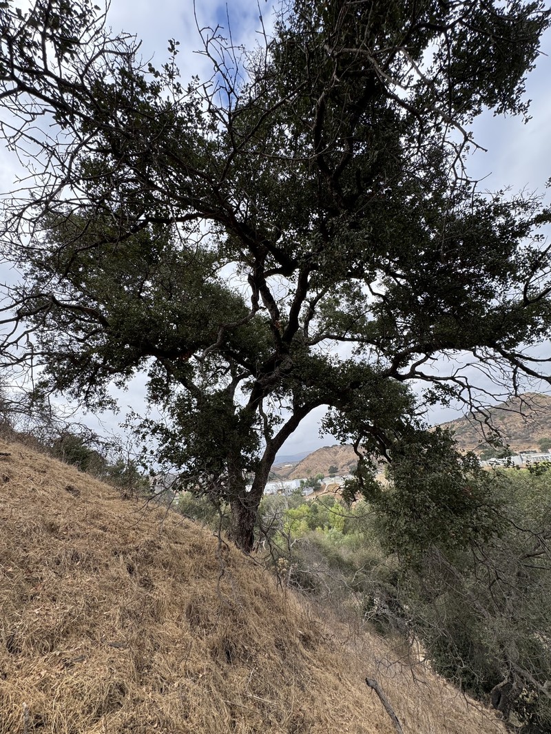 Quercus × kinseliae photo 8