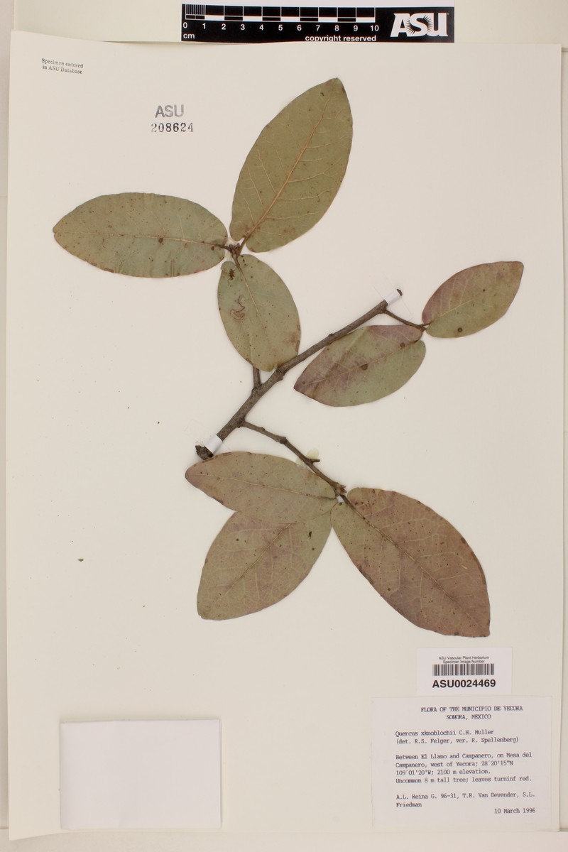 Quercus × knoblochii