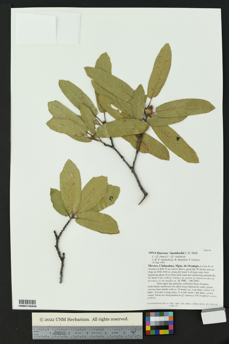 Quercus × knoblochii photo 3