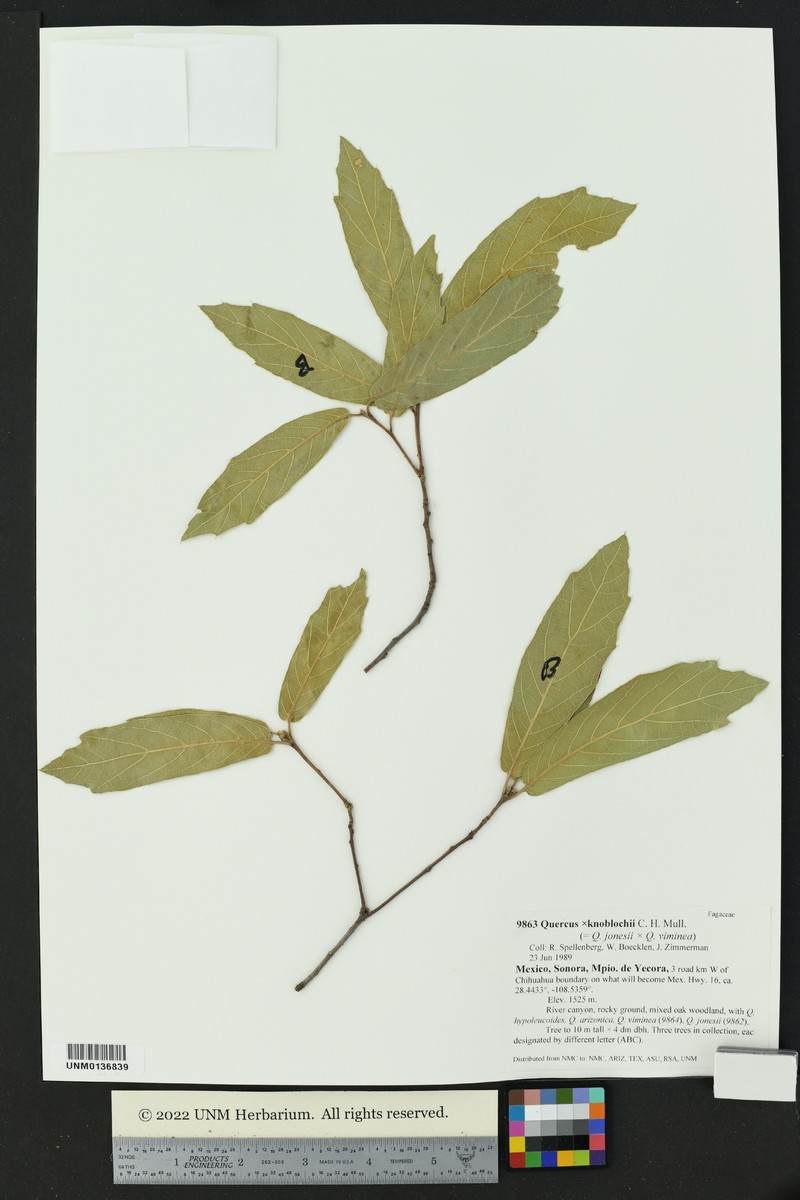 Quercus × knoblochii photo 4