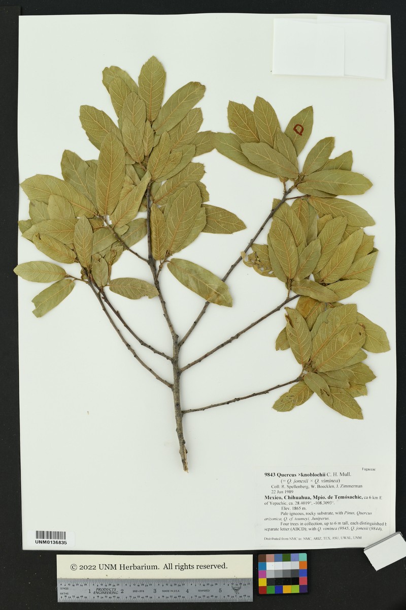Quercus × knoblochii photo 5