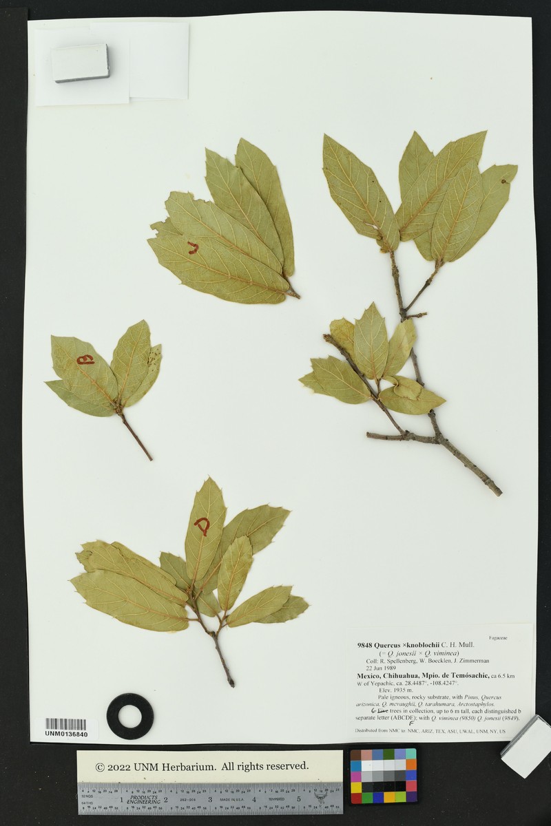 Quercus × knoblochii photo 6