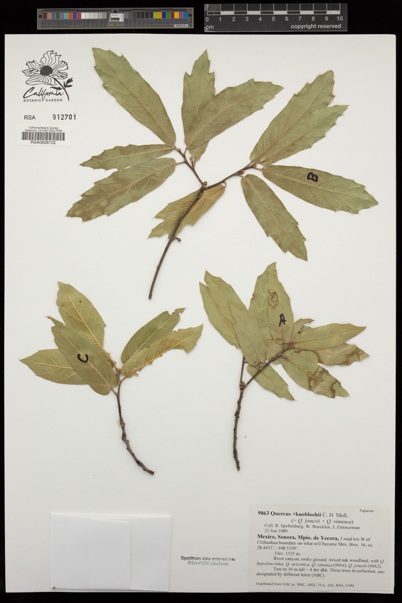 Quercus × knoblochii photo 7