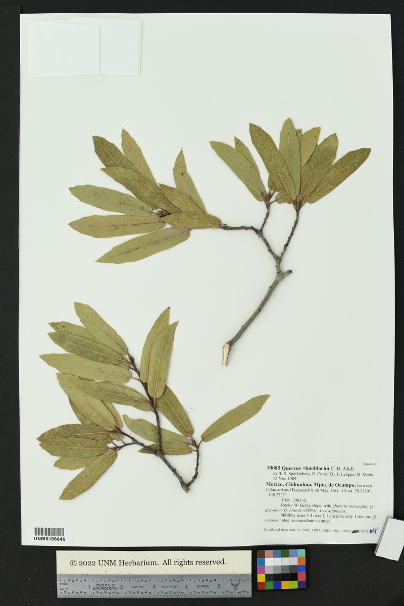 Quercus × knoblochii photo 8
