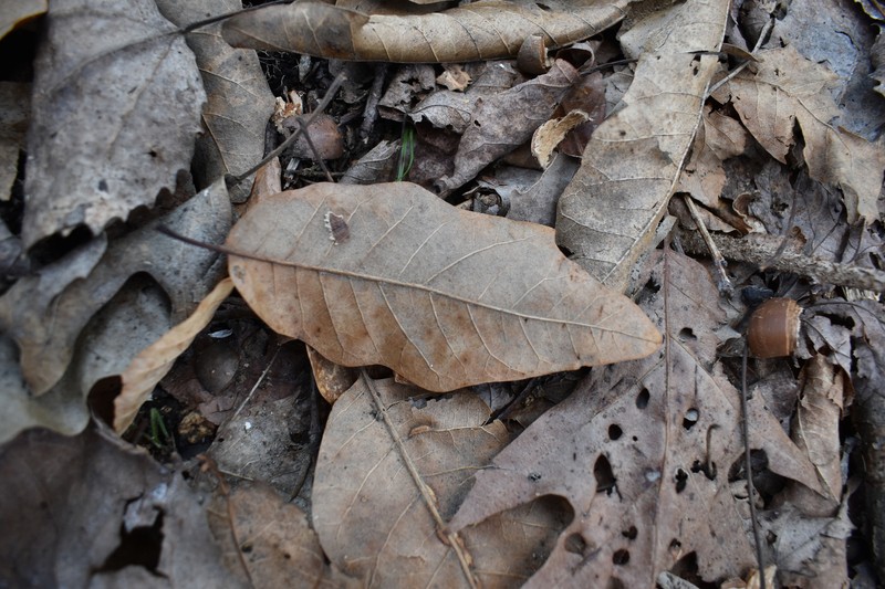 hybrid oak