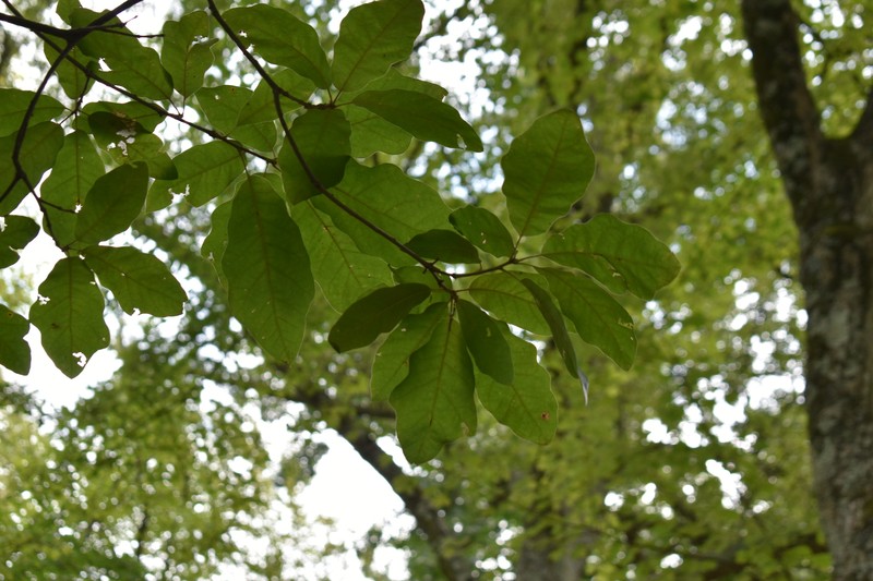 hybrid oak photo 2