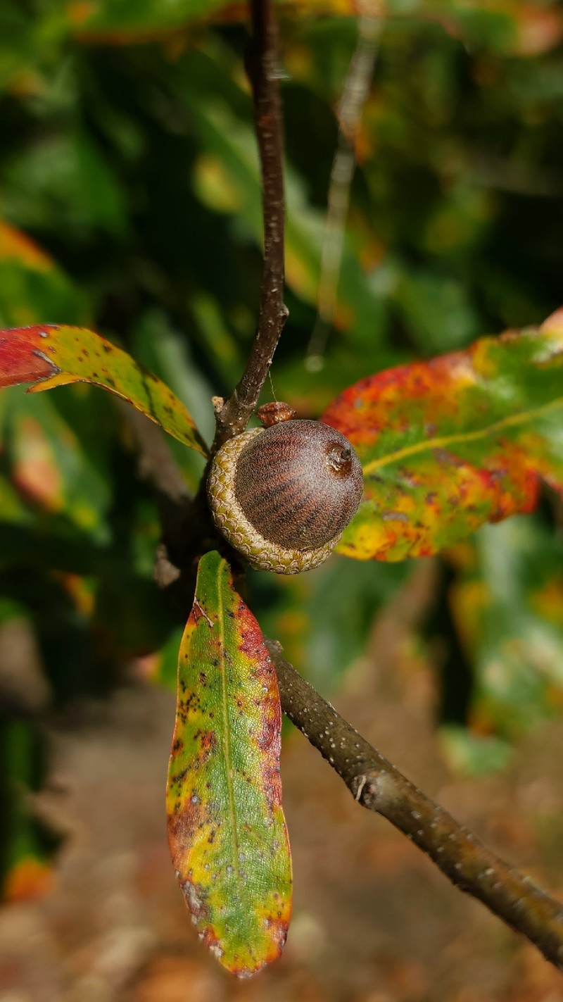 hybrid oak photo 3