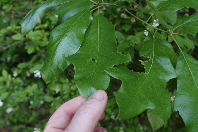 hybrid oak photo 4