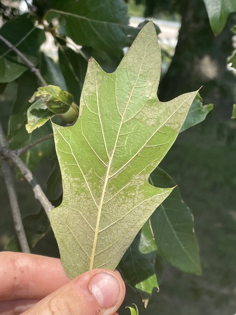 hybrid oak photo 5