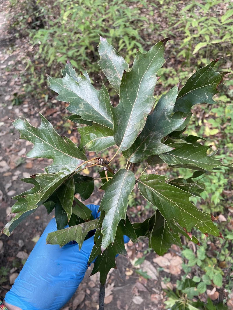 hybrid oak photo 6