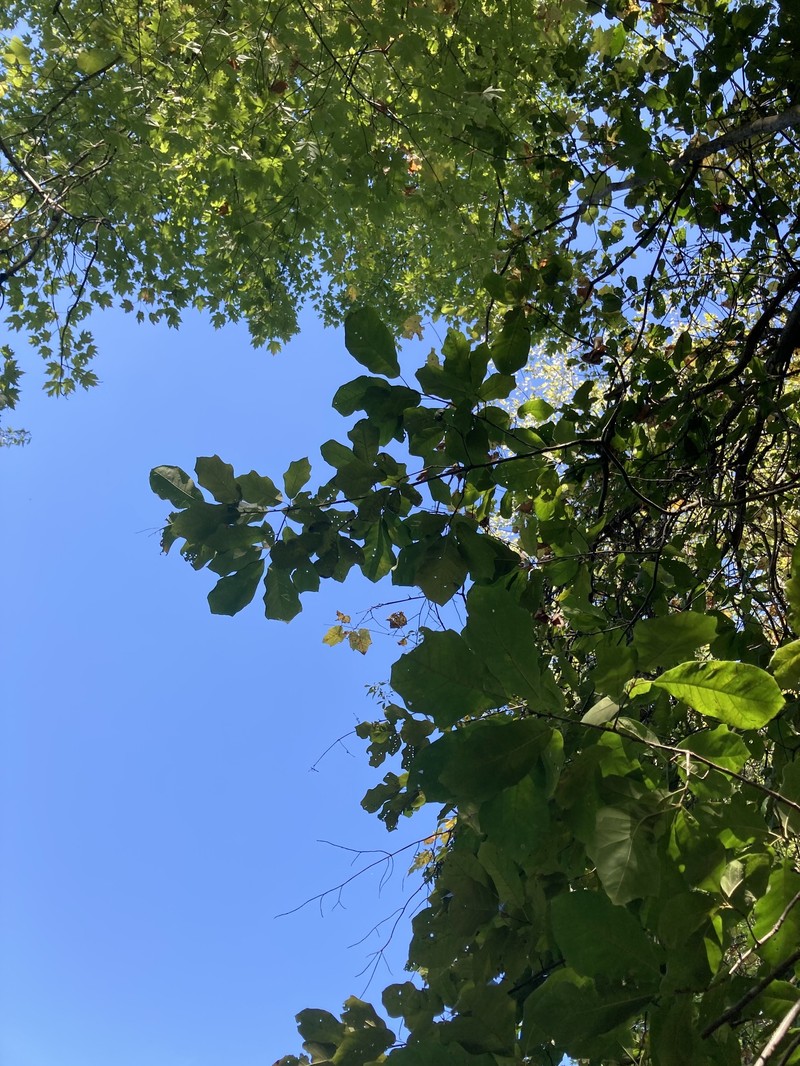 hybrid oak photo 7