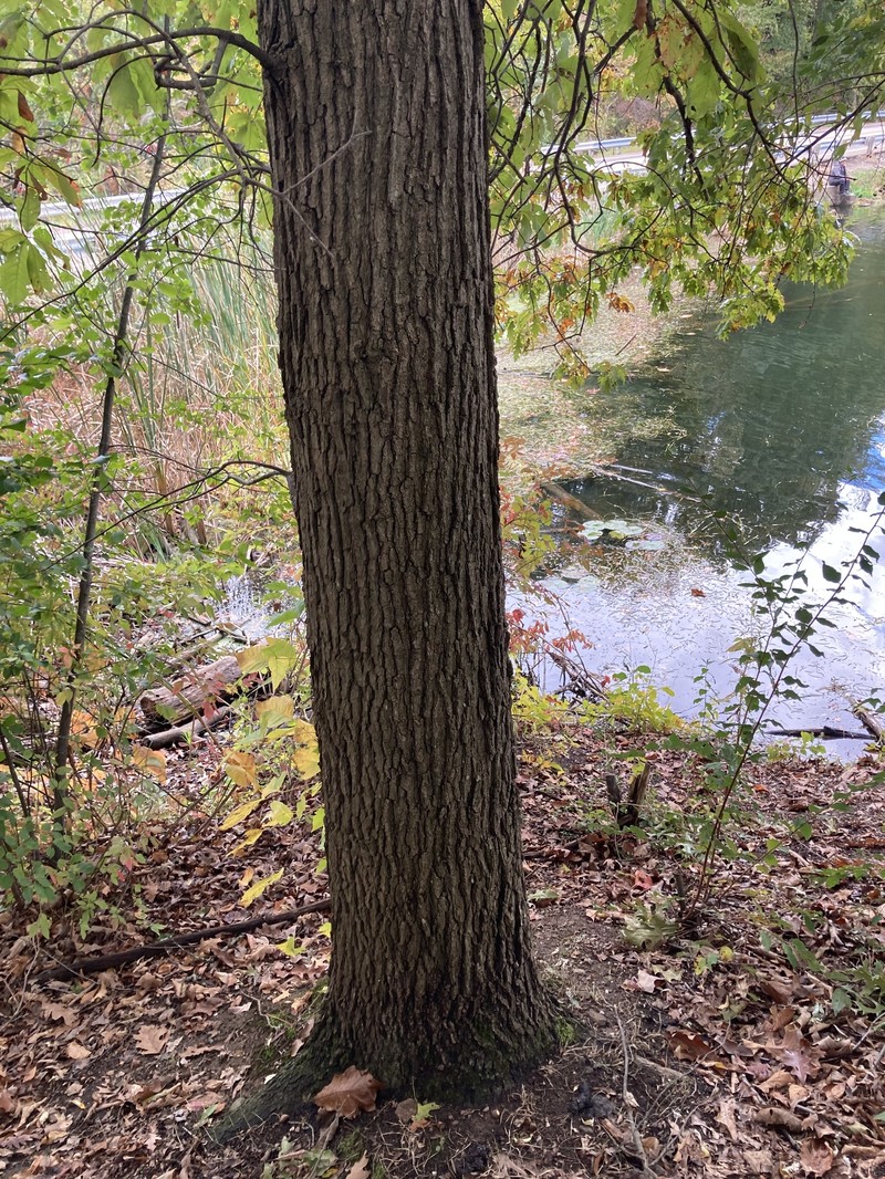 hybrid oak photo 8